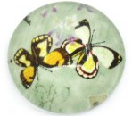 1x Glazen cabochon Vlinders