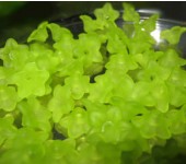 100x frosted bloemetje Groen